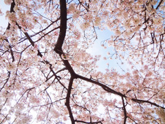 見上げたくなる桜