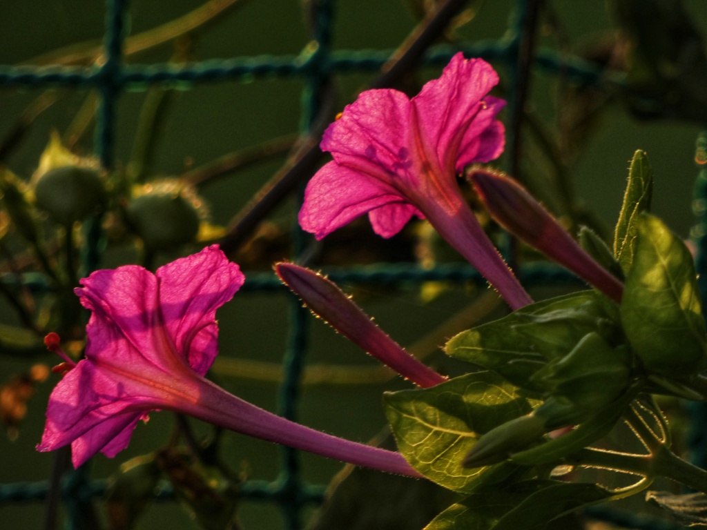 夕陽を浴びる野の花