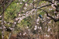 花見のカワセミ