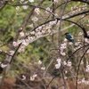 花見のカワセミ