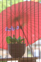 傘と花