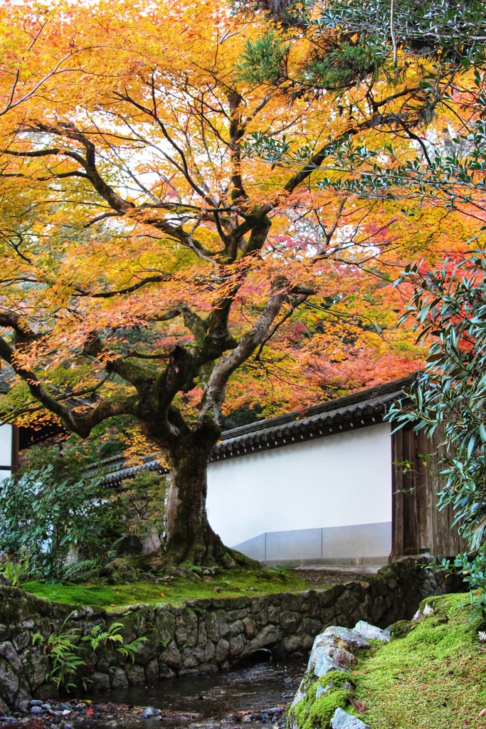 南禅寺　紅葉