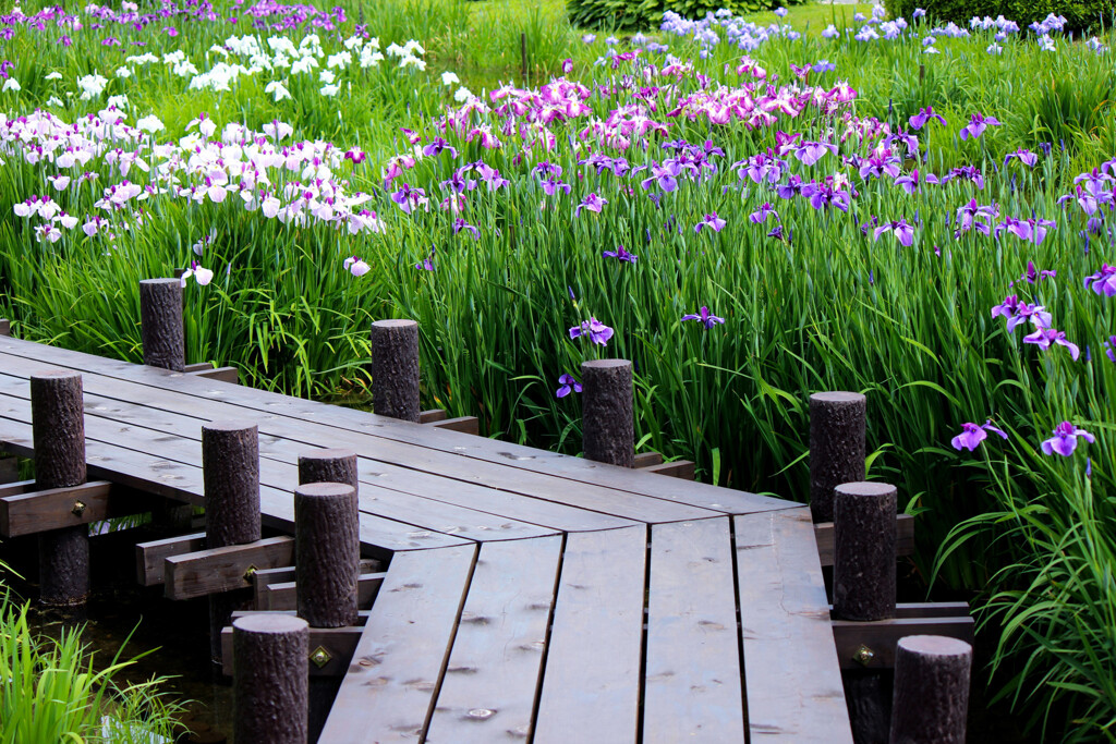 城北菖蒲園