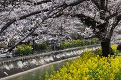 山科疏水の春