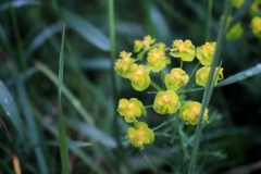 スイスで出会った花