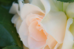 春の薔薇（１）