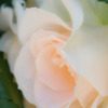 春の薔薇（１）