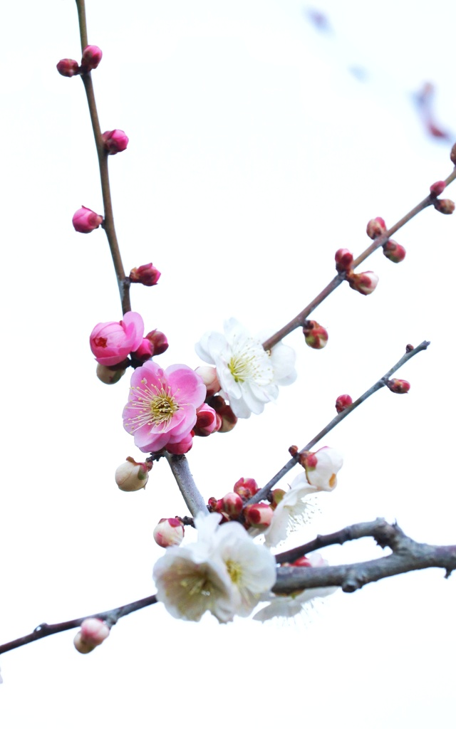 紅白花合戦