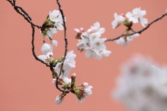 公園の桜