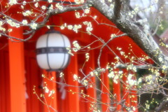 北野天満宮の春