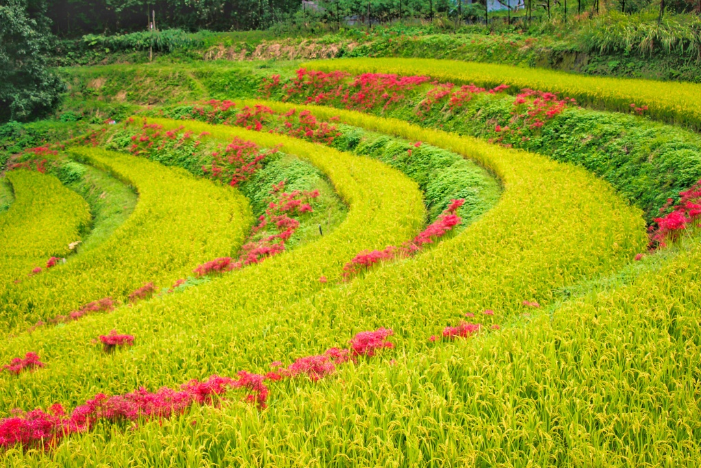 稲淵の棚田