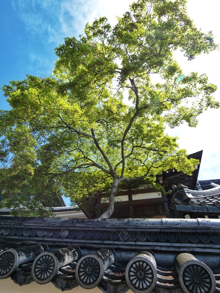 新緑の寺院