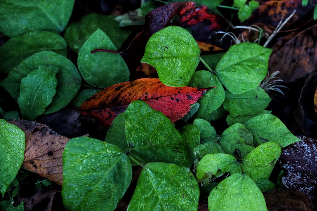 新しい命に見送られ
