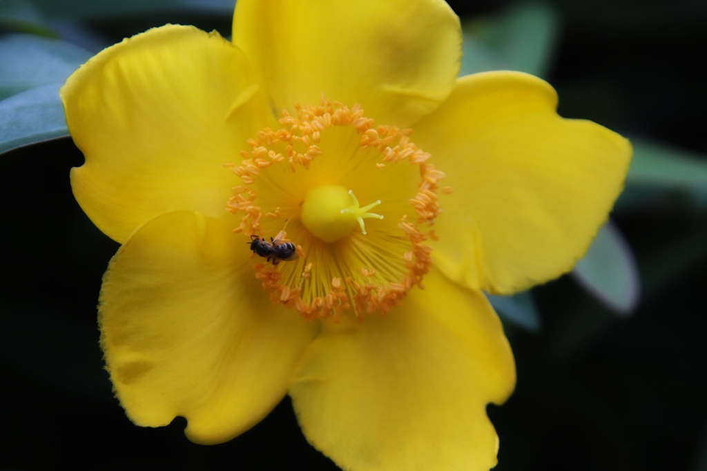 近所の花