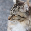 マフラーはもう暑いなあ
