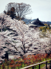 長谷寺の春