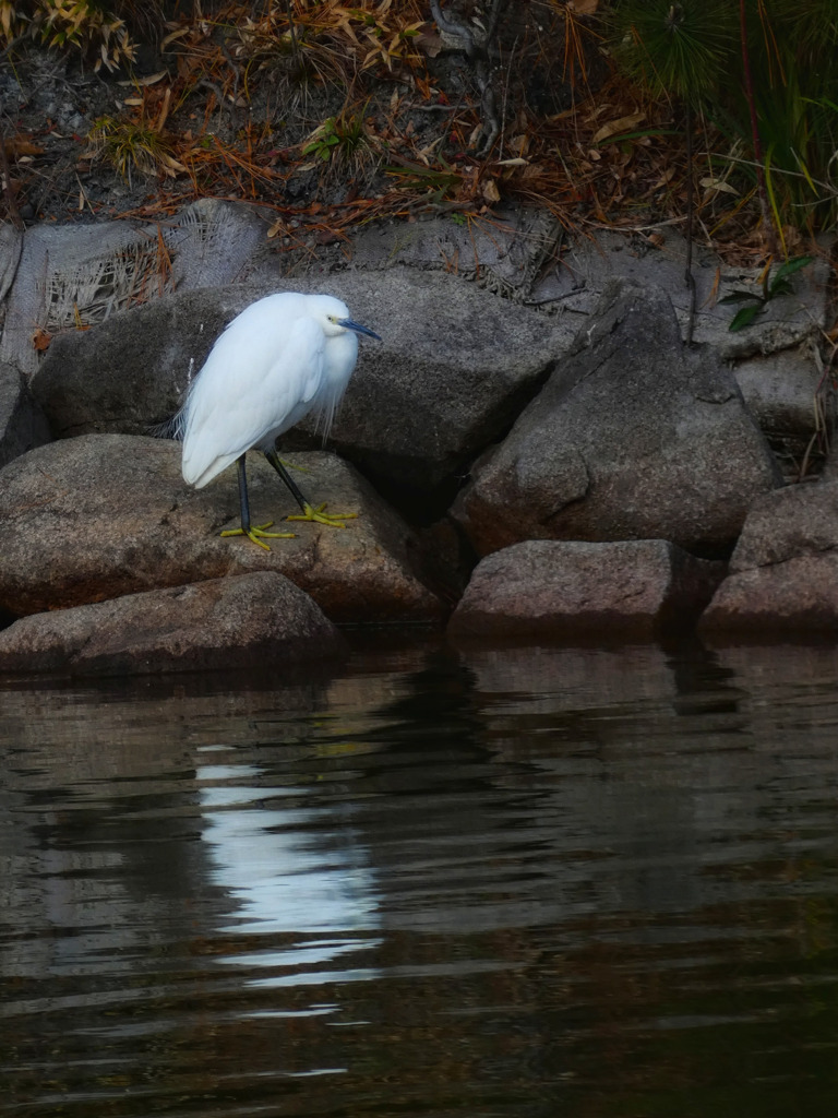 獲物を探す鳥