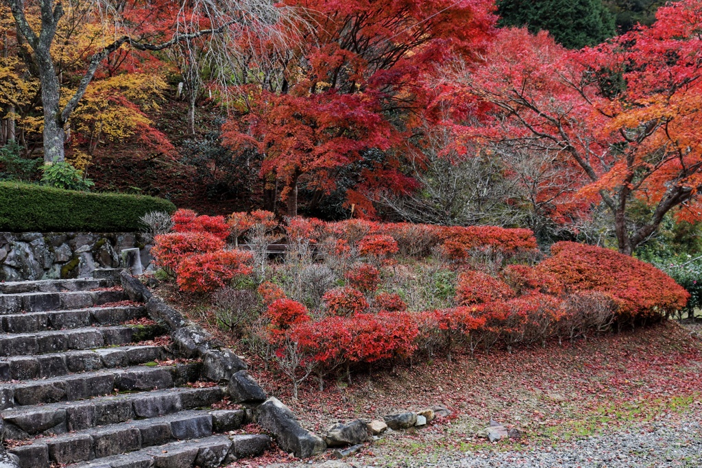 (赤色収集作業)高蔵寺