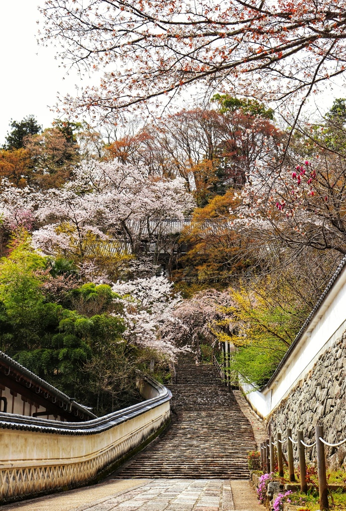 奈良　長谷寺の桜