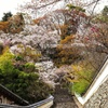 奈良　長谷寺の桜