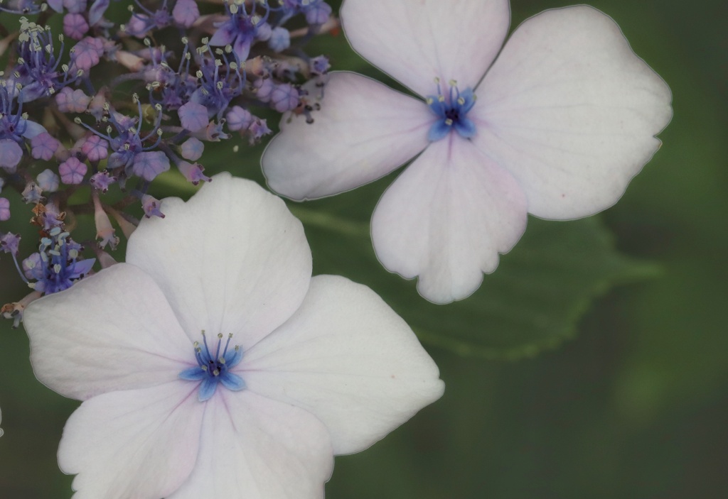 紫陽花