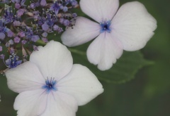 紫陽花