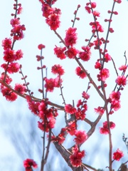 紅梅