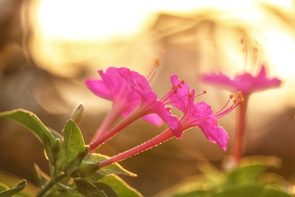 夕陽に染まる花