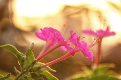 夕陽に染まる花