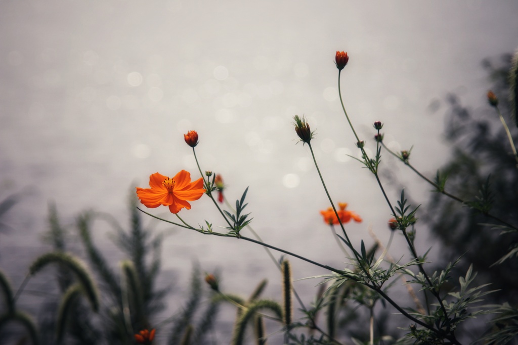 水辺の花
