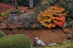 落ち葉で満たされる小さな池