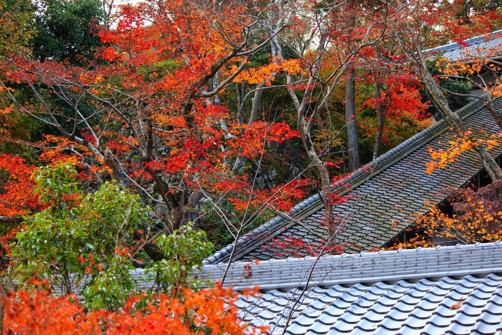 紅葉と甍