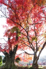 燃える秋