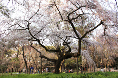 京都御所の桜（２）