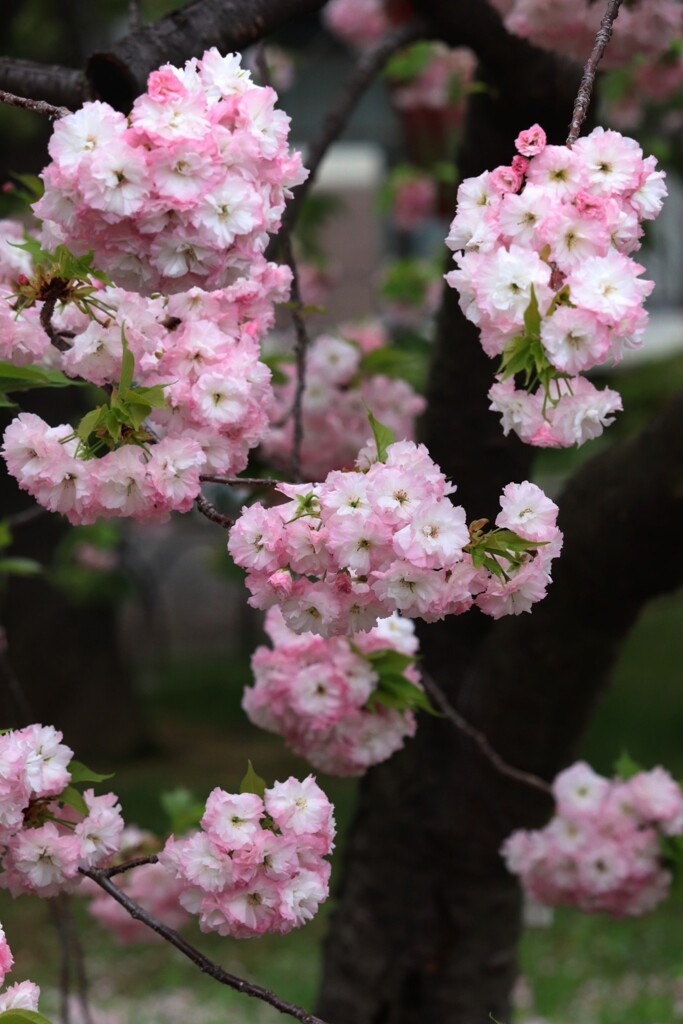造幣局