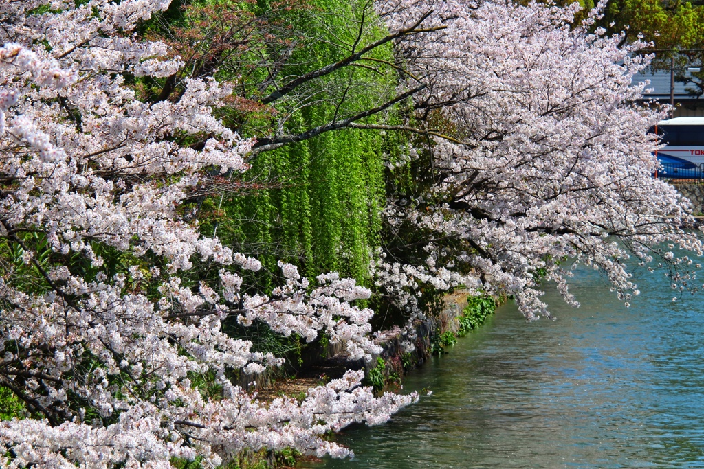 疏水の桜（７）