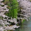 疏水の桜（７）
