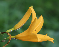 ニッコウキスゲ ニッコウキスゲ