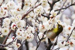 野鳥