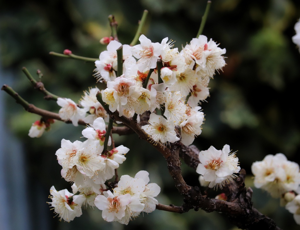 近所の花探し（６）
