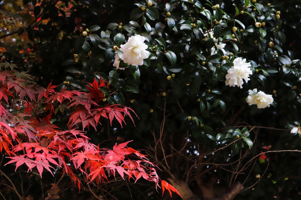 紅葉と花