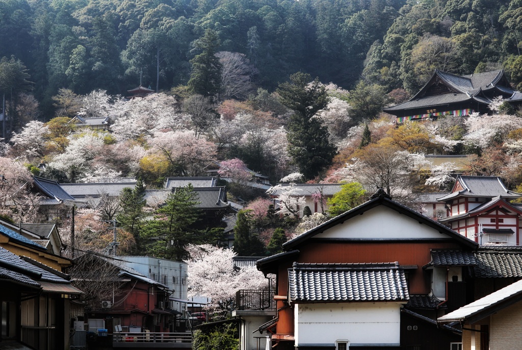 下から眺める長谷寺