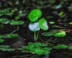 水草