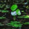 水草
