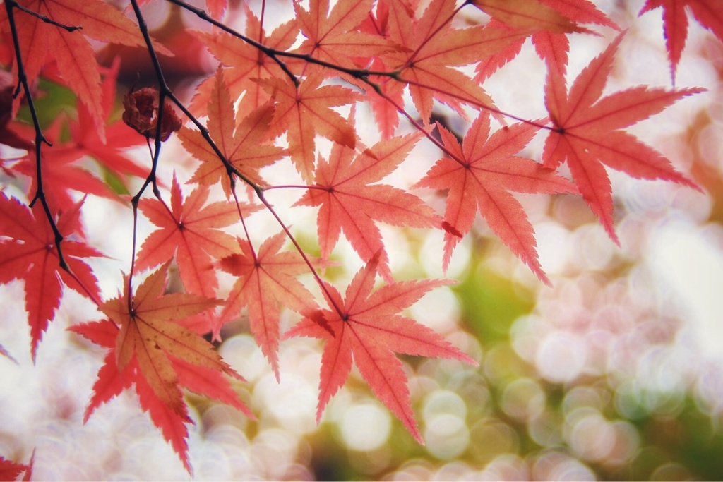 いっぱいの小さな手