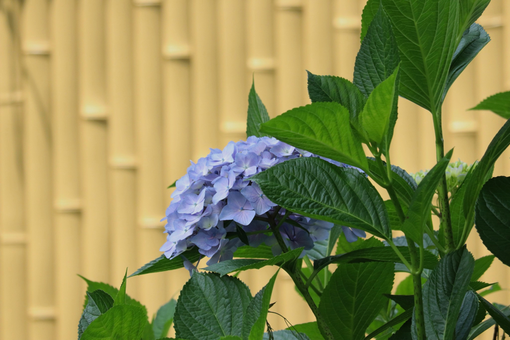 菖蒲園の紫陽花