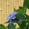 菖蒲園の紫陽花
