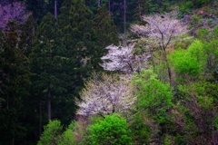 春日山公園の桜