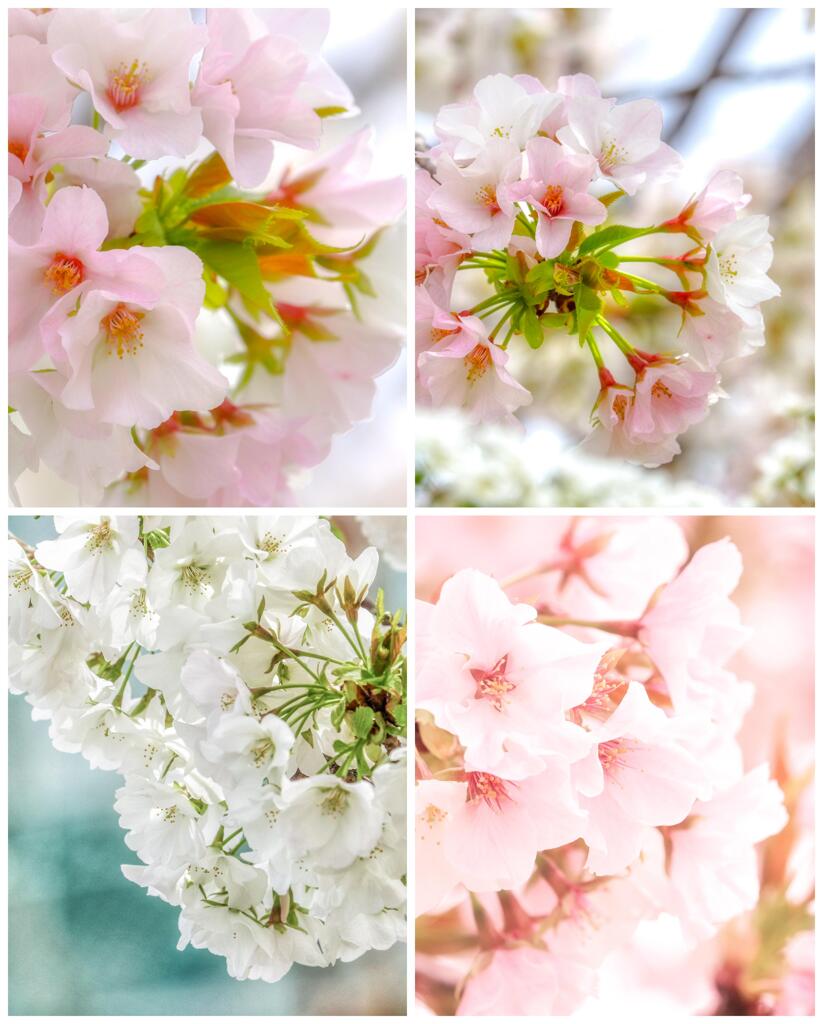 近所の桜