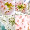 近所の桜